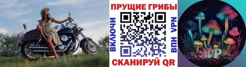 закладка  Кировск  Псилоцибиновые грибы Psilocybe 